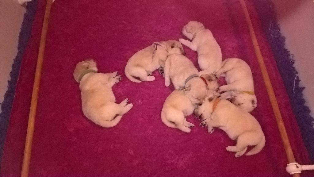 chiot Labrador Retriever du bois des menhirs